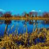 Spring thaw-south of Steinback, Manitoba