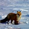 "Brave Fox" north of Yellowknife-along the winter ice road