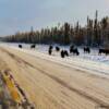 Wood Bison along the Mackenzie Highway-near Fort Providence