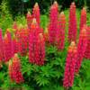 Beautiful lavender lupines-near St Quentin, New Brunswick