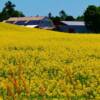 Canola Farm-near Hartland, New Brunswick