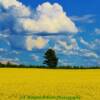 Open canola fields-late June-western New Brunswick