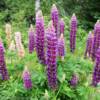 More lavander lupines in June.
Eastern New Brunswick.