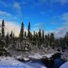 Eastern Labrador-in early November