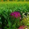 Beautiful lavender flora-near Antigonish, Nova Scotia
