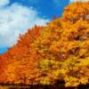 Beautiful row of trees-near Bridgewater, Nova Scotia