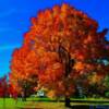 Spectacular autumnal foliage-near New Glasgow, Nova Scotia