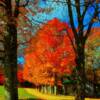 Beautiful fluorescent foliage-at a retreat near Annapolis Royal, Nova Scotia