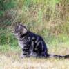 'Content' motel cat.
Middleton, NS.