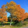 Autumn orange foliage.
Cumberland County, NS.