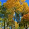 Autumn foliage-near Dryden, Ontario