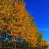 Ontario's northern backroads in mid-Autumn (near Nakina, Ontario)