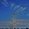 Bald balsoms 
Central Ontario.