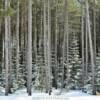 Northern Woods.
North of Red Lake.
(early March)