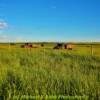 2 old 1940's "relic's" along the Trans-Canada Highway (near Caronport, SK)