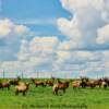 Grazing Elk-near Leoville, SK~