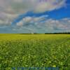 Open canola field-
south central Saskatchewan~