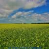 Open canola field-
south central Saskatchewan~