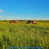 Antique 1940's farming haul trucks-
Near Caronport, SK~