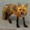 Friendly northern fox-Yukon's Klondyke Highway