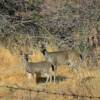 Posing elk.
Elk Creek, CA.