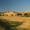 Grazing cattle.
Along State Highway 162.
Glenn County.