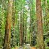 Northern California Redwoods.
Along Highway 36.
Humboldt County, CA.