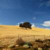Lone western oak tree.
Colusa County, CA.