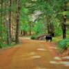 Lone mother cow on a 
northern California
forest road.