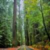 Avenue Of The Giants.
Awesone redwoods.