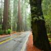 Looking south along the
Avenue Of The Giants.
Northern California.