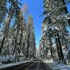 California Highway 20.
Spectacular towering pines.
Placer County.