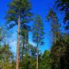 Dwarfed Redwoods-near Placerville, California