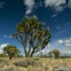 Joshua Tree.
San Bernardino County.