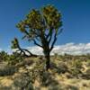 Joshua Tree.
Inyo County.