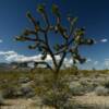 "Kaleidoscope" Joshua Tree.
San Bernardino County, CA.