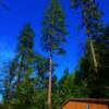 Dwarfed Redwoods-Placerville Town Park