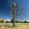 Interesting old Manzanita tree.
Near Mount Shasta.