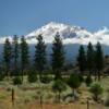 Gorgeous view of
Mount Shasta
(through the pines)