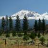 Gorgeous view of
Mount Shasta
(through the pines)