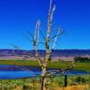 Shallow Pond-Near Benton, California