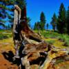 Petrified Manzanita Tree remnants-near Benton Hot Springs, California