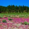 Lavender ground flora-along State Highway 120-near Lee Vining, California