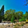 Small roadside park-
San Gabriel Mountains,
Southern California~