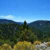 More of southern California's beautiful thick pines~