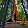 Giant Redwood Trunk-
'Trail of 100 Giants'