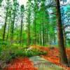 Omega Hiking Trail-
Donner Forest, California.