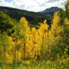 Late September amber Aspens~
Near Coalbank Pass, CO
(Highway 550).