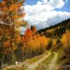 'A few bright reds'
South of Silverton, CO.