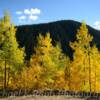 Bright Aspens-
Ophir Forestry Road.